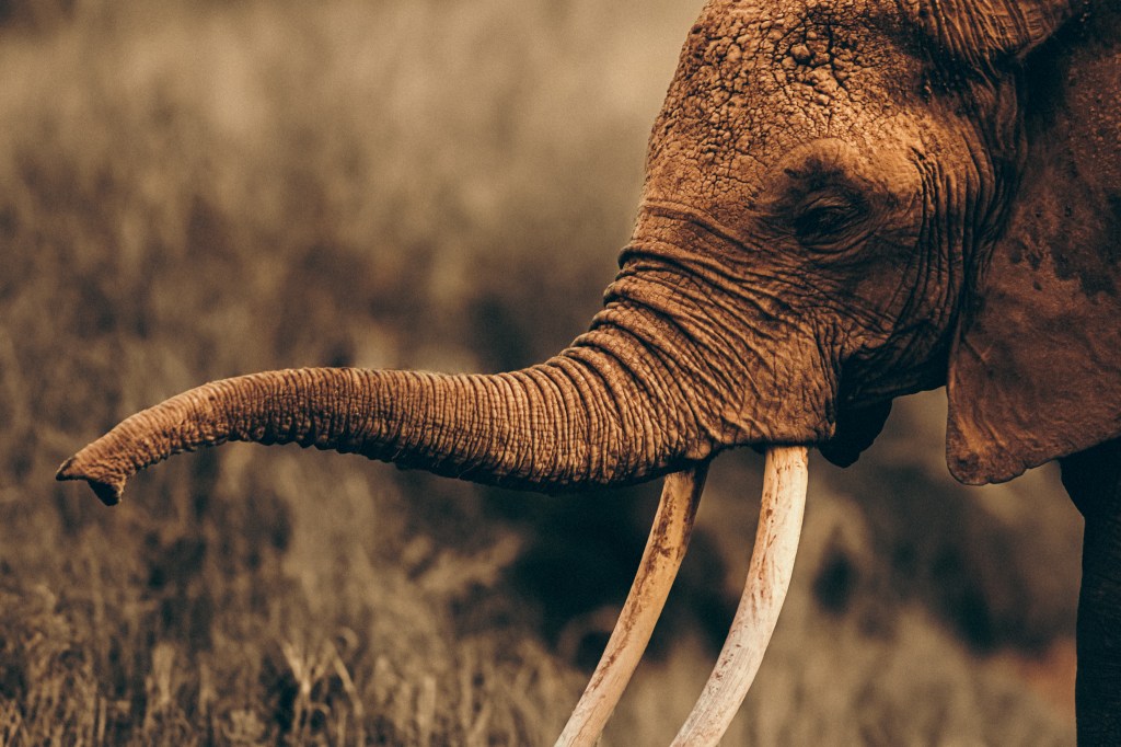 Amboseli National Park, Kenya (Mt. Kilimanjaro/Maasai Tribe)